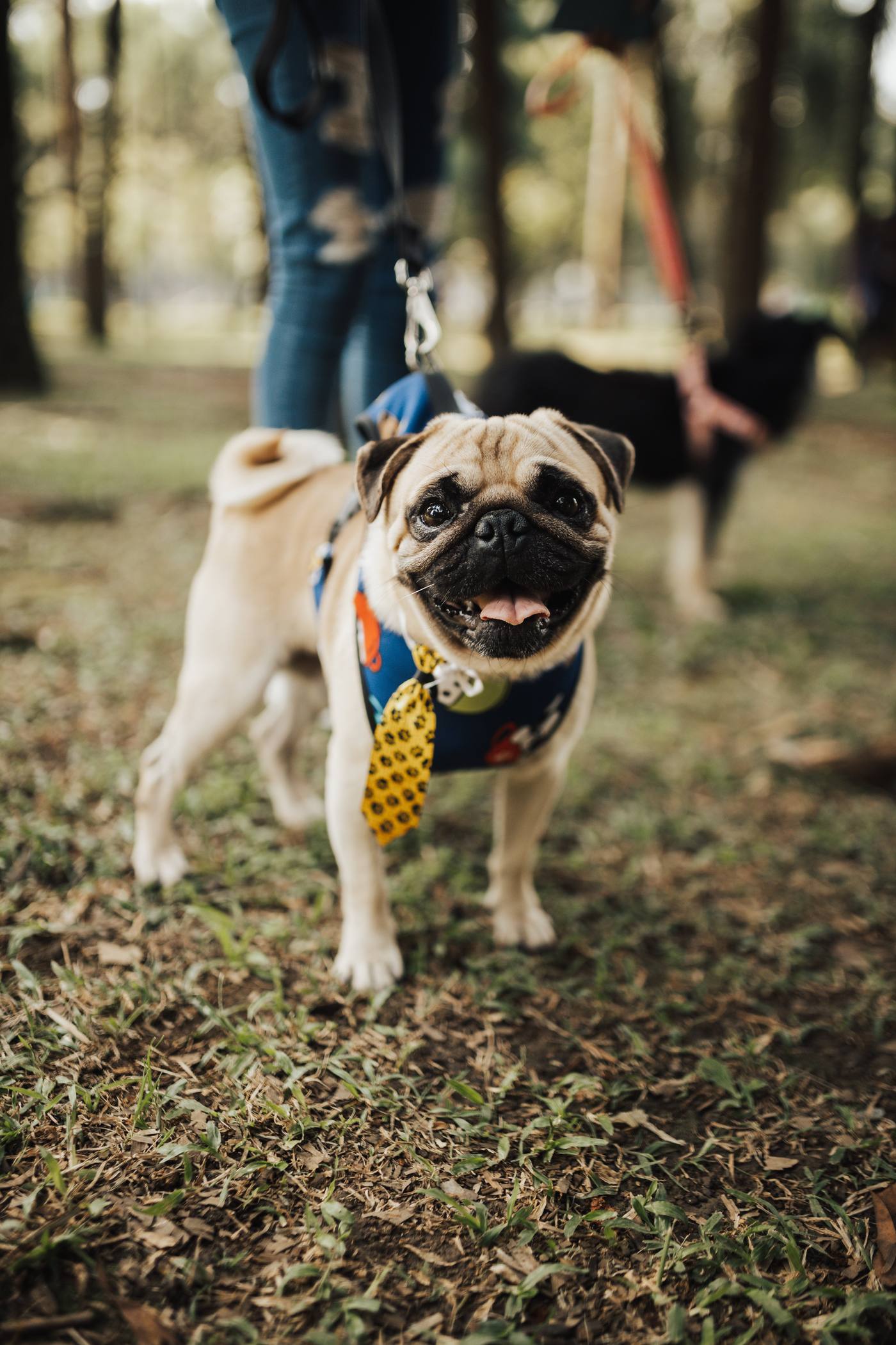 Best Pug Harnesses for Flat-Faced Dogs