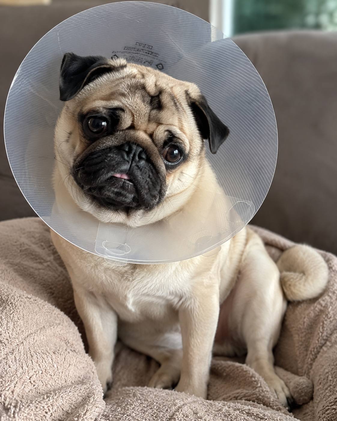 Pug Health Issues: Common Problems to Watch For