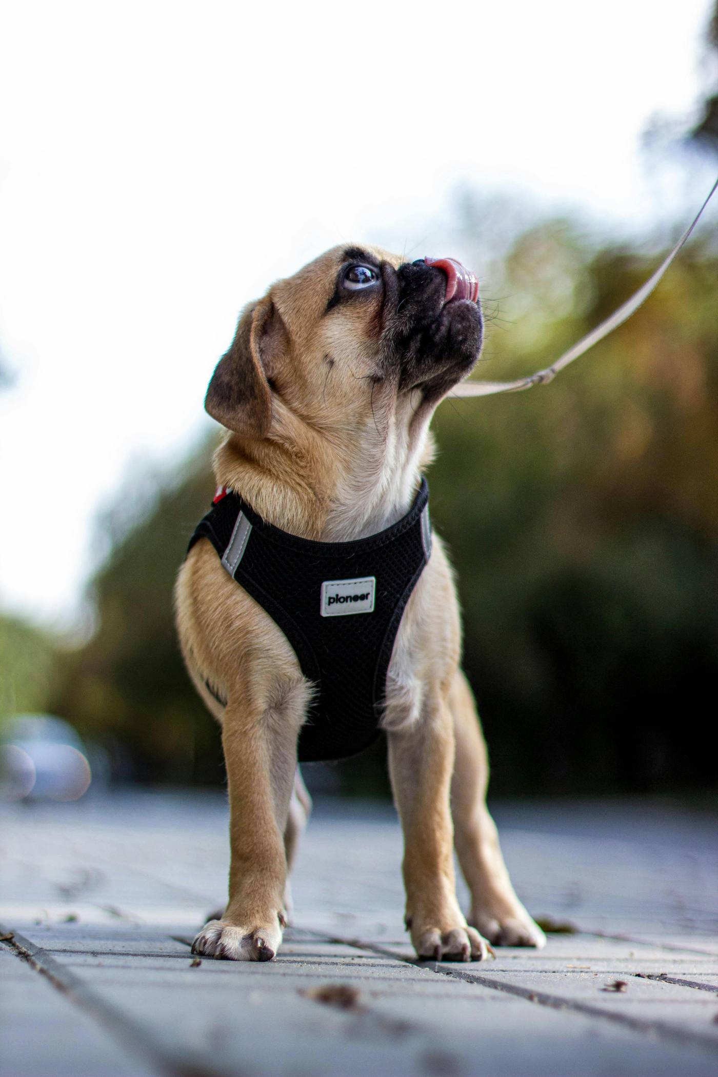 How to Potty Train a Pug Puppy: Simple Step-by-Step Guide