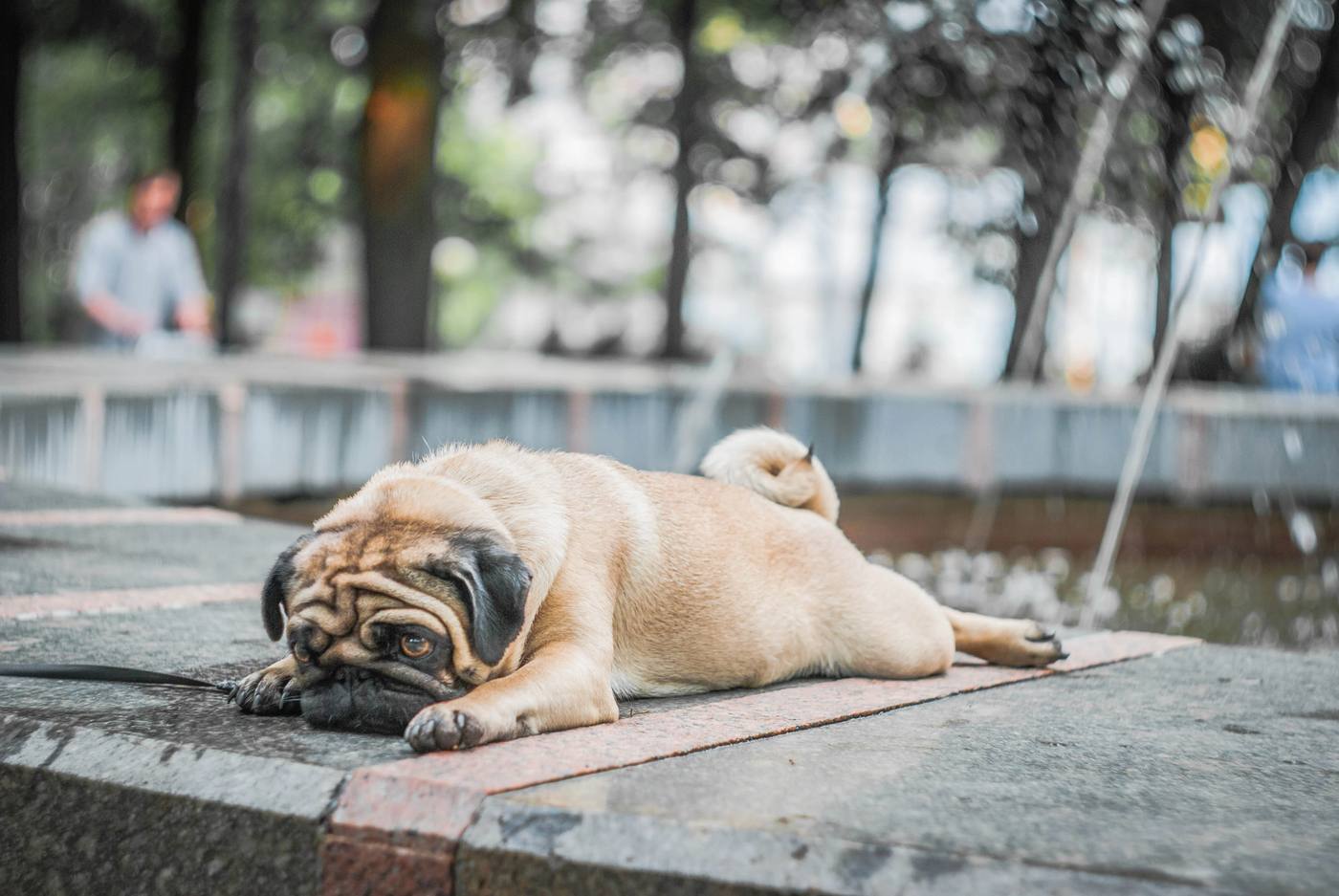 Why Do Pugs Snore So Much?