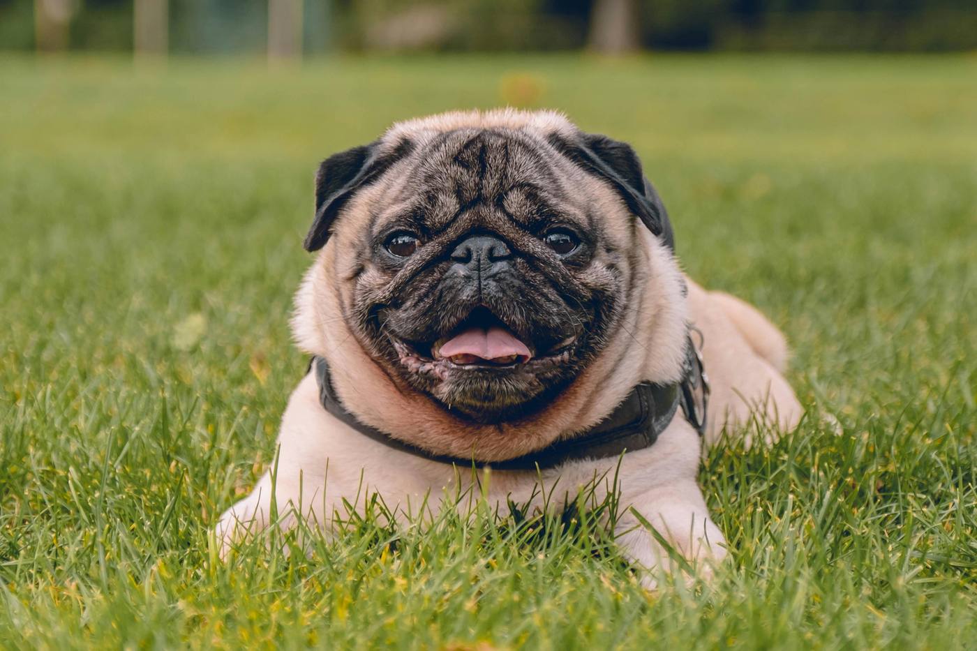 How Hot Is Too Hot for a Pug? Heat Safety Guide