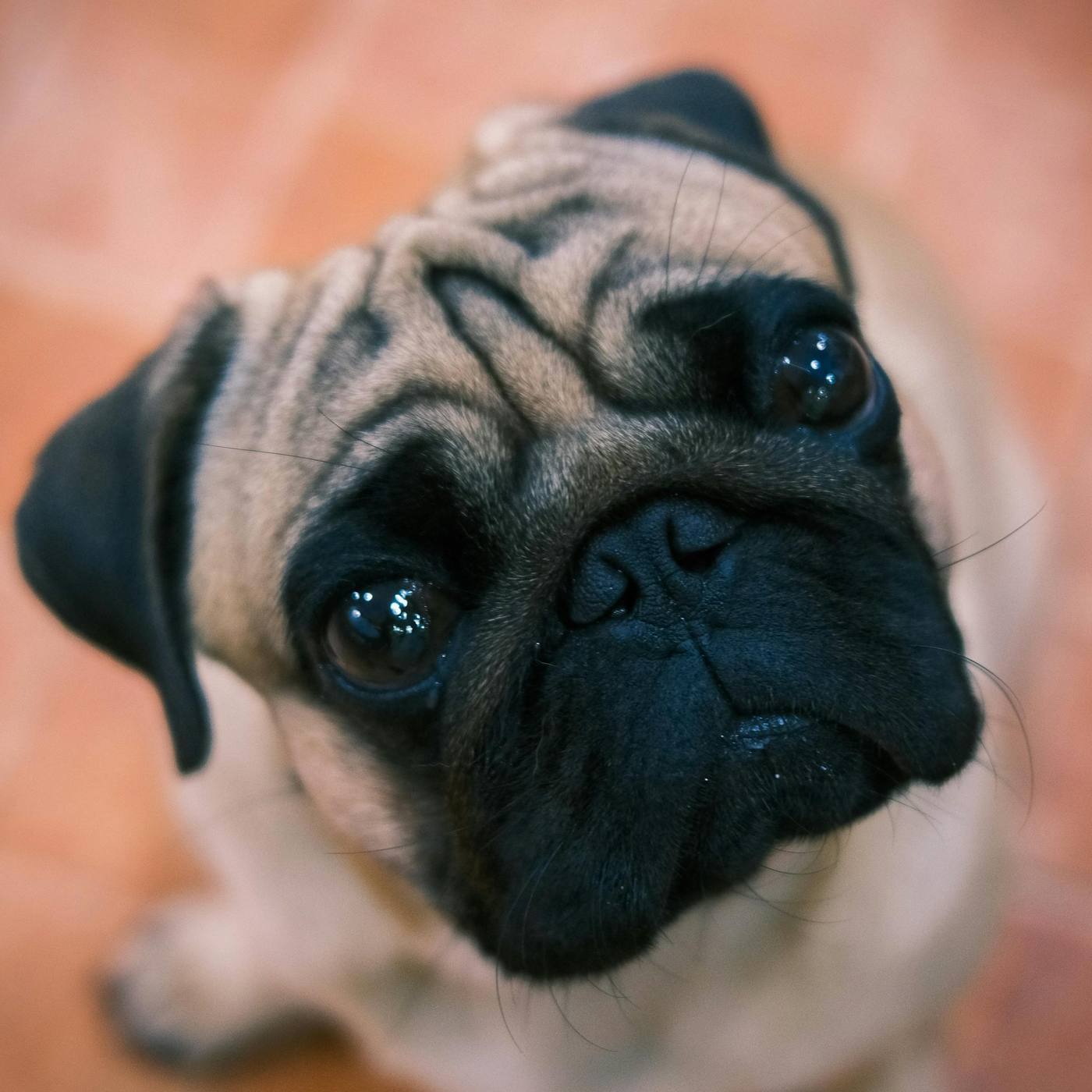 How to Clean a Pug's Wrinkles Safely