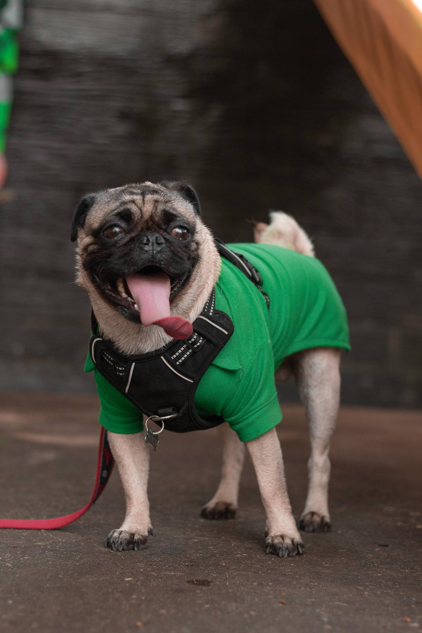 Pug reader