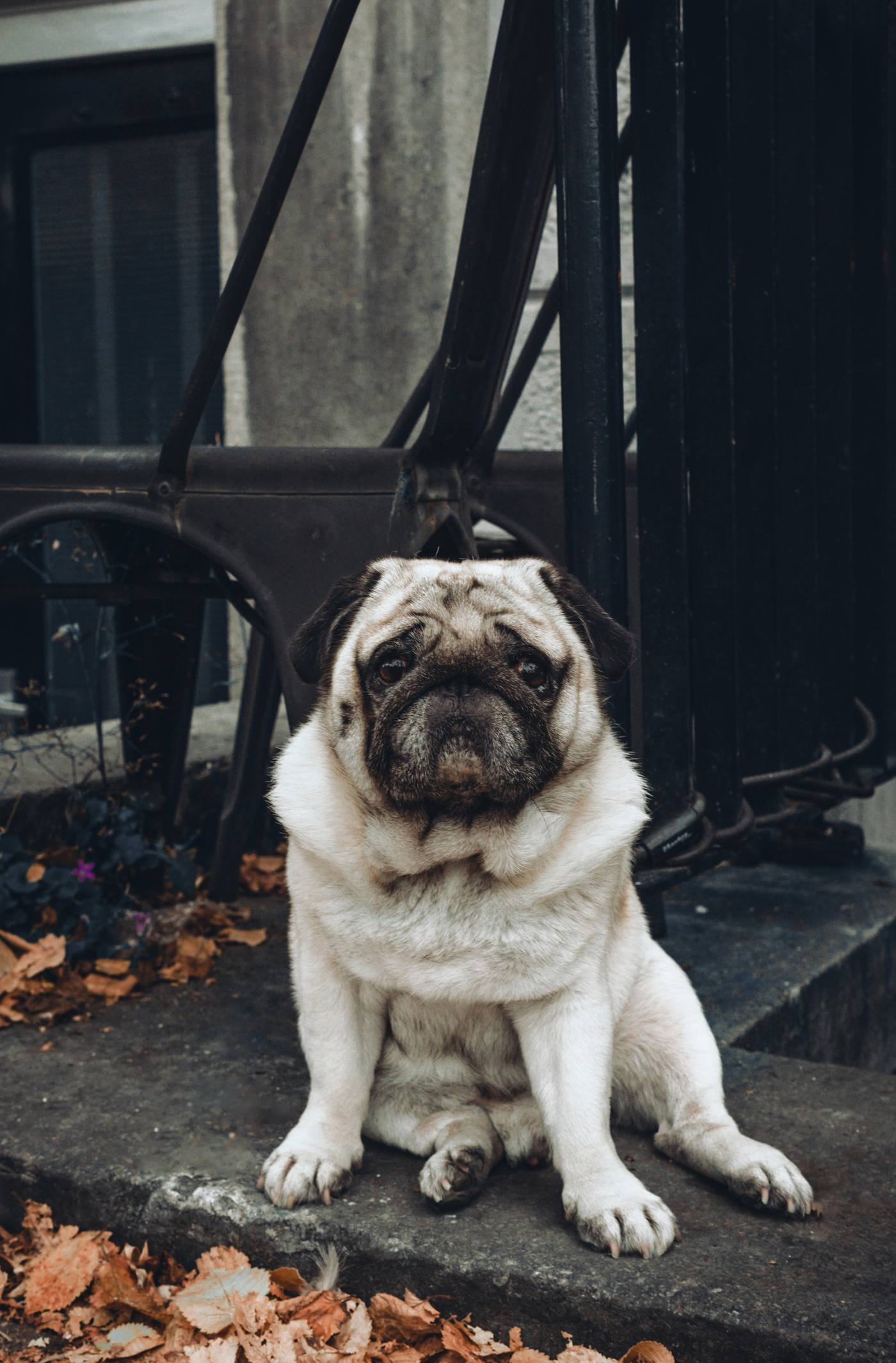 Pug reader