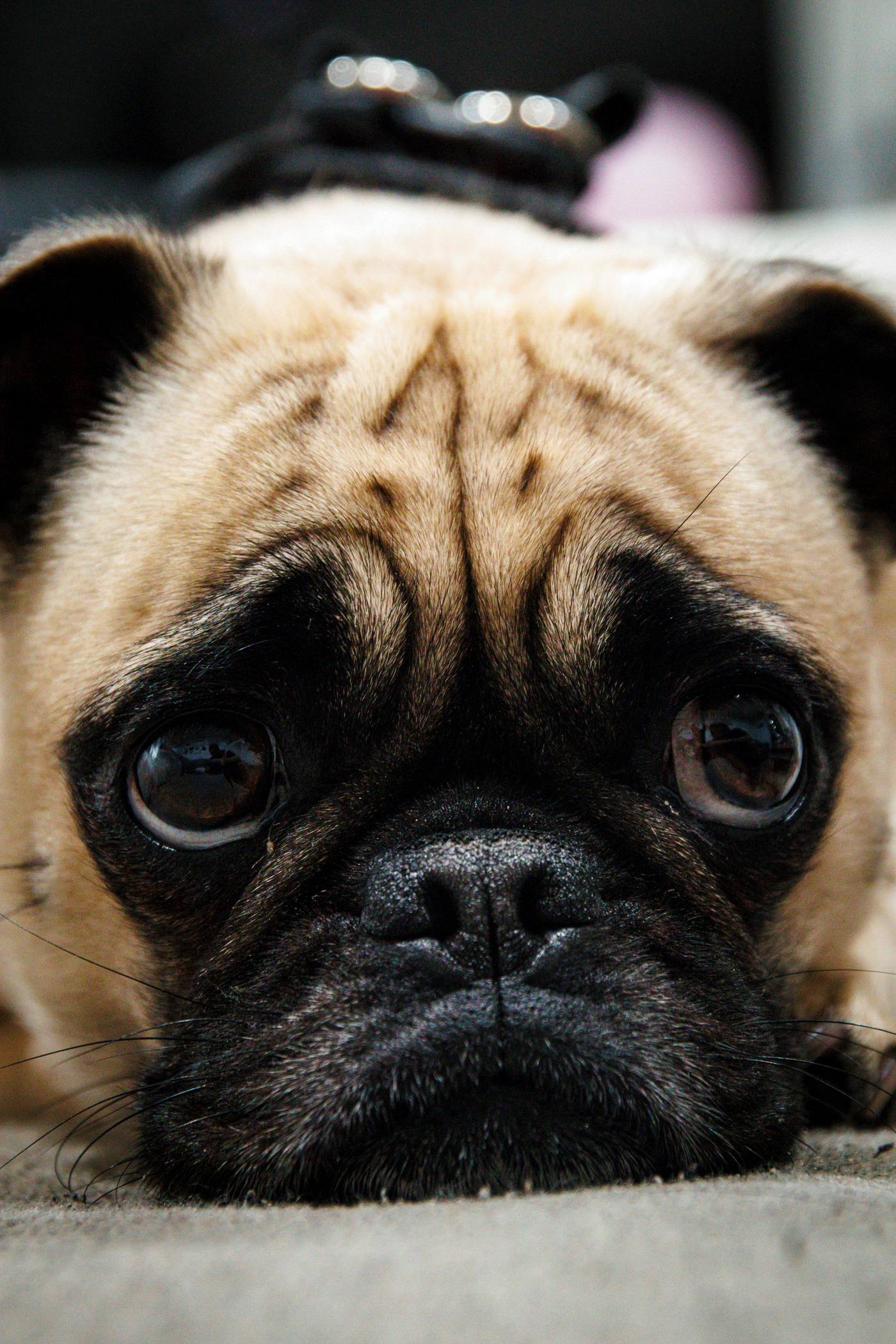 Pug reader
