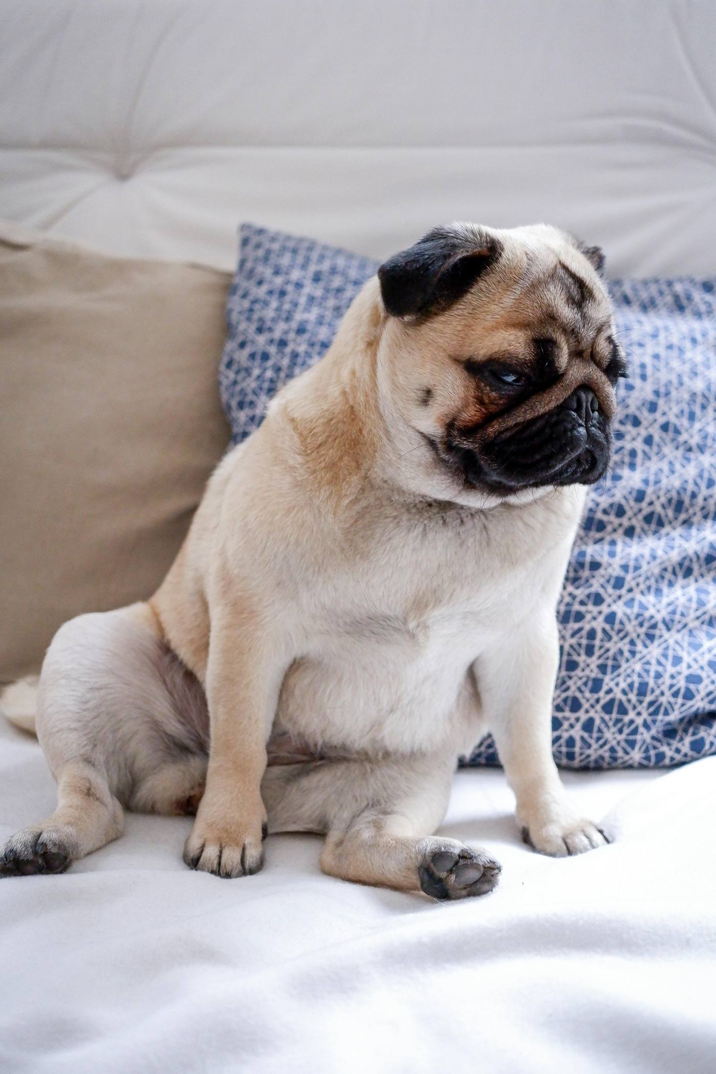 Pug Care category