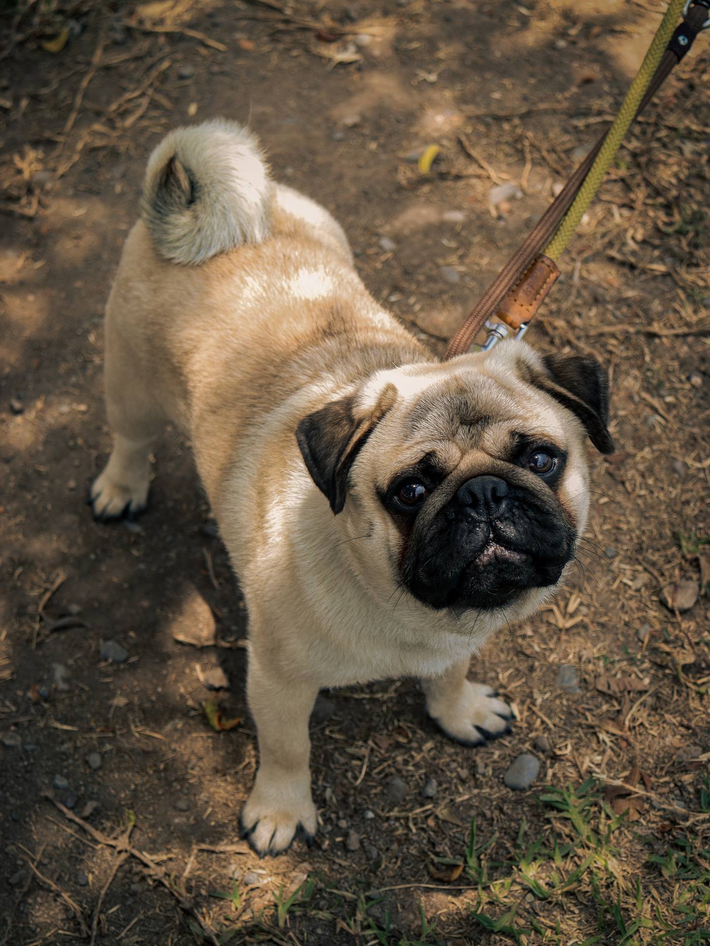 Pug Training category