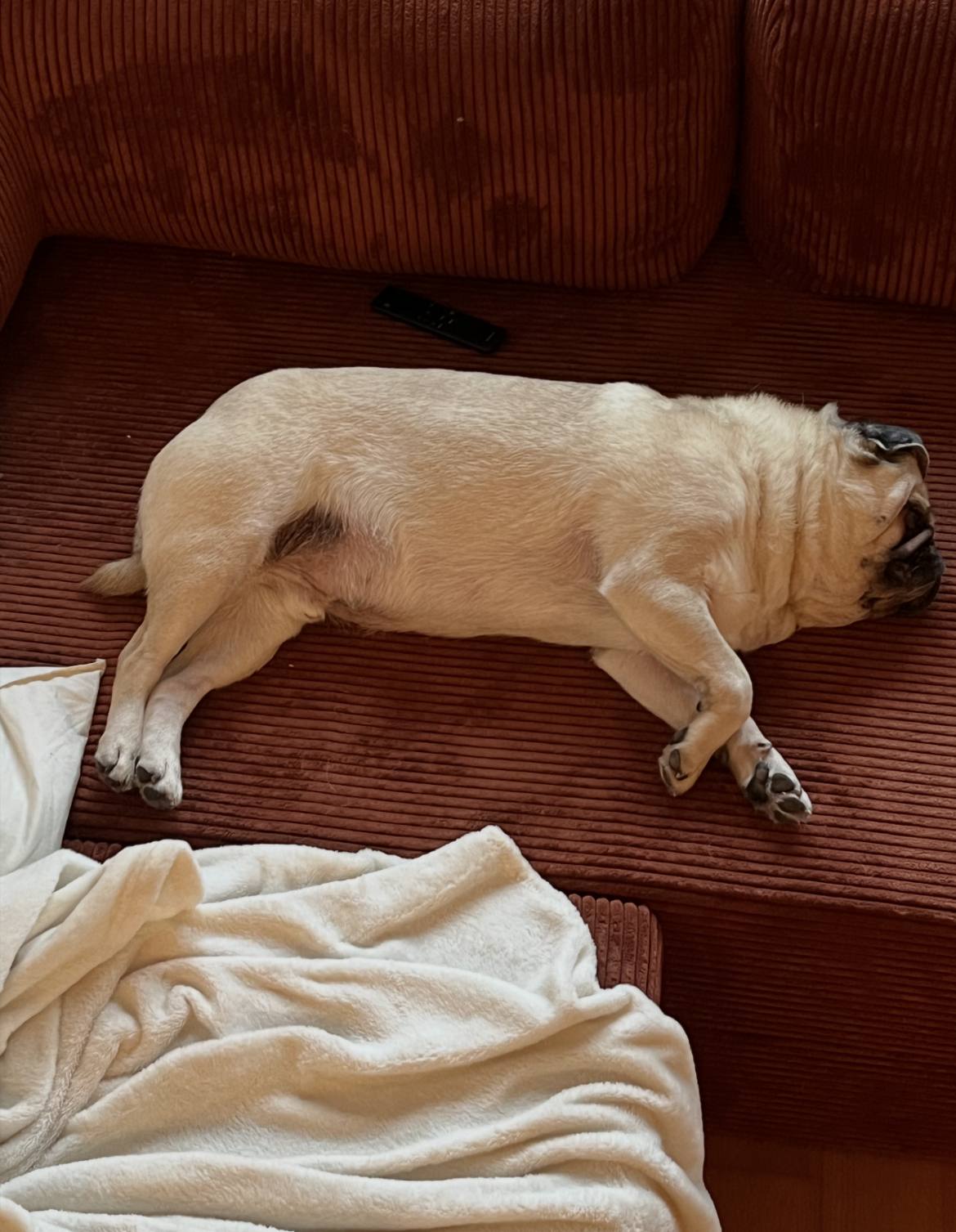 Cozy Bolster Pug Bed — pug product