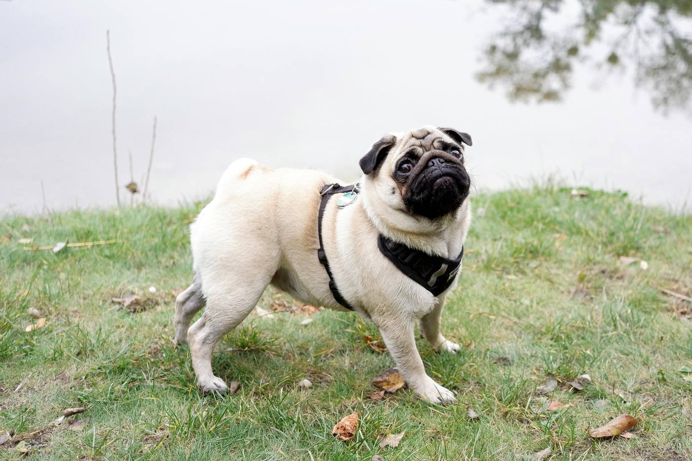 Soft-Padded No-Pull Pug Harness — pug product